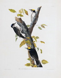 Three-toed Woodpecker 